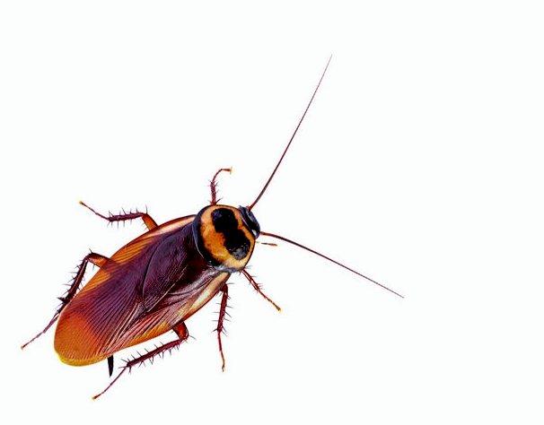 Могут ли тараканы передавать болезни?