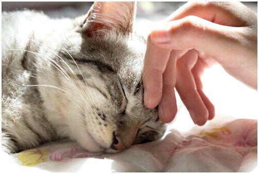 Наука о благополучии домашних кошек