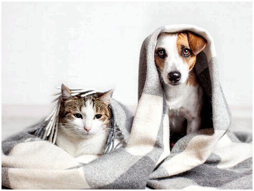 Оценка и диагностика шока у собак и кошек