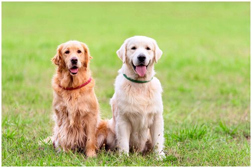 Ошейники противопаразитарные для собак: лучшие на рынке