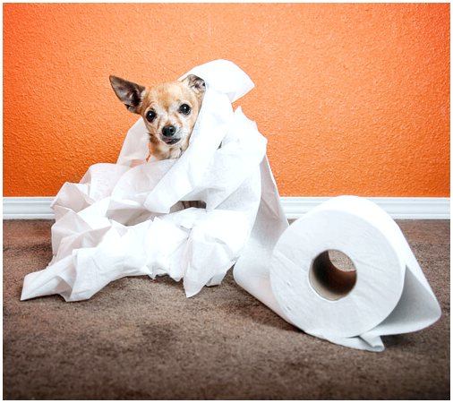 Основные несчастные случаи в домашних условиях с собаками мелких пород