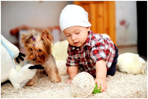 Основные несчастные случаи в домашних условиях с собаками мелких пород