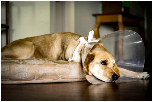 Основные особенности поведения собаки после стерилизации