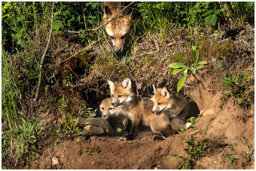 Рыжая лисица: все о разновидностях