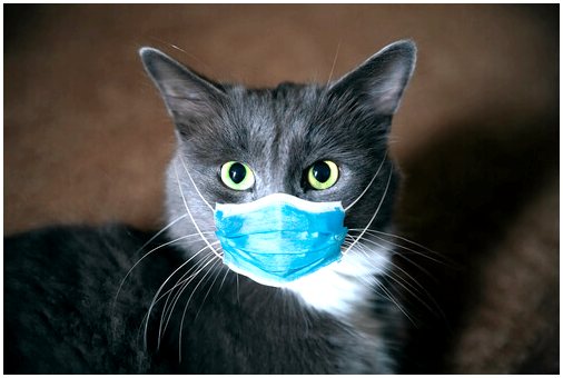 Первый случай заражения кошки коронавирусом в Испании