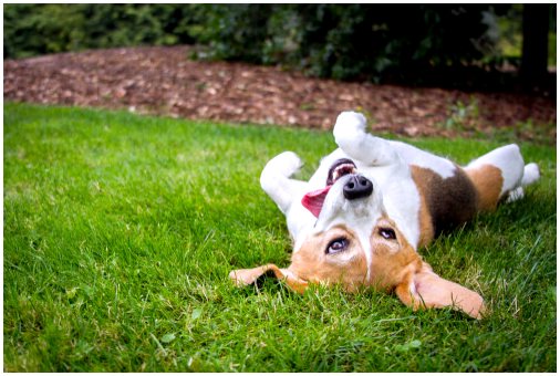 Почему собака трется головой и мордой о траву?