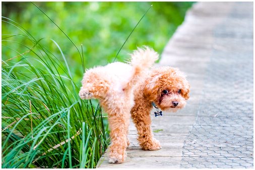Почему у собак возникает обструкция мочевыводящих путей?