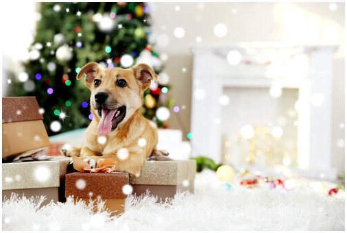 Подарок животного на Рождество