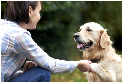 7 способов побаловать собаку