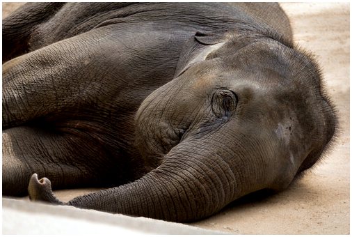 Профилактическая медицина у слонов