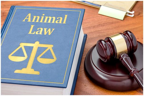 Прокуратура и преступление жестокого обращения с животными