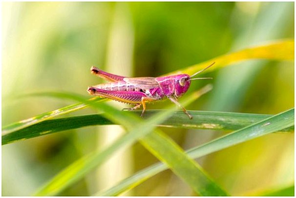 Розовый кузнечик: очаровательное насекомое