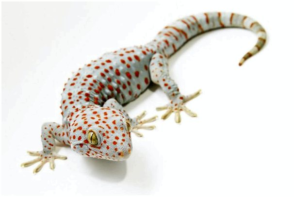 Токайский геккон: самая сварливая рептилия в животном мире
