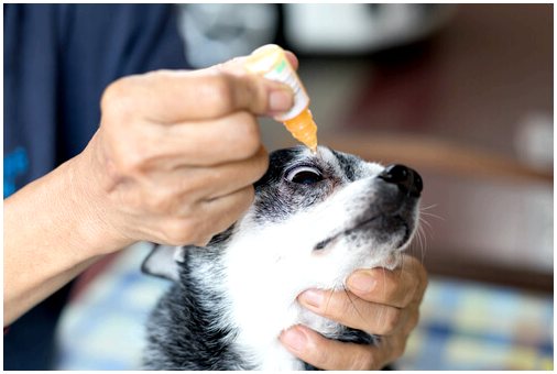 Травмы глаз у собак: симптомы и лечение
