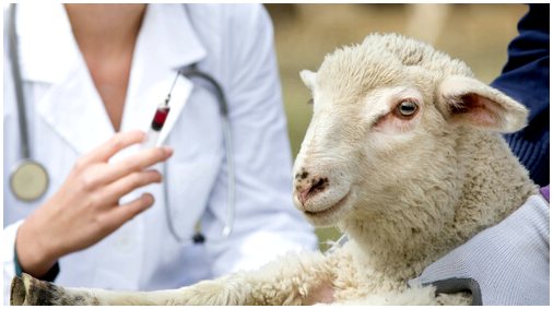 Устойчивость к антибиотикам и домашний скот