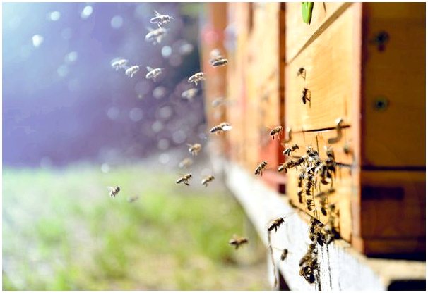 Виноградарство и пчеловодство, альтернативное животноводство