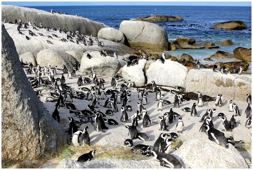Вокализация пингвинов в воде и вне воды