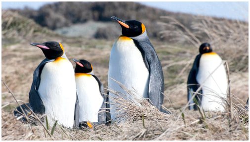 Вокализация пингвинов в воде и вне воды