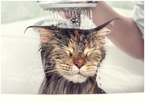 Знаете ли вы, что кошек моют в определенном порядке?