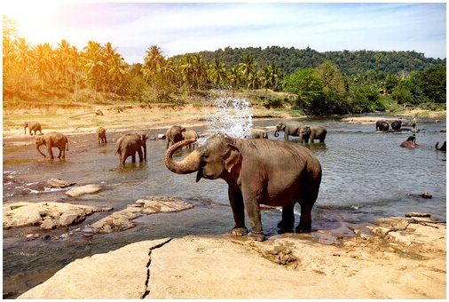 4 любопытных поведения слонов в дикой природе