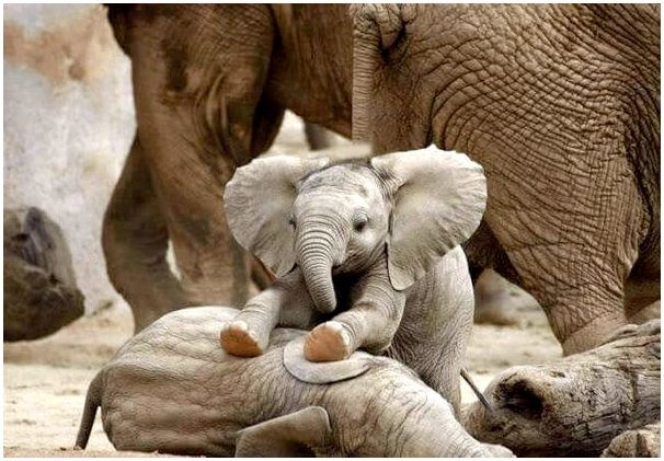 4 любопытных поведения слонов в дикой природе