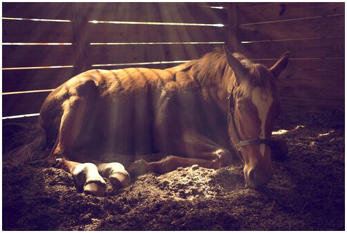 5 советов по борьбе с кожными проблемами у лошадей