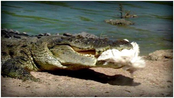 5 вирусов, поражающих крокодилов