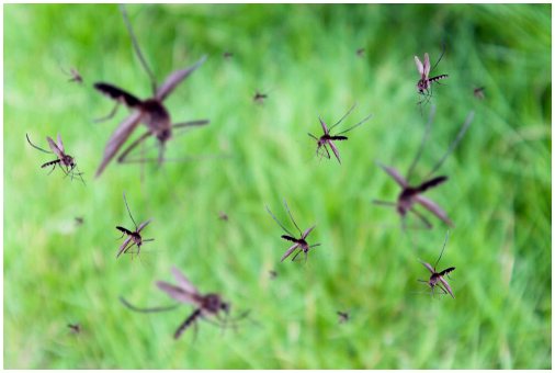7 любопытных фактов о комарах