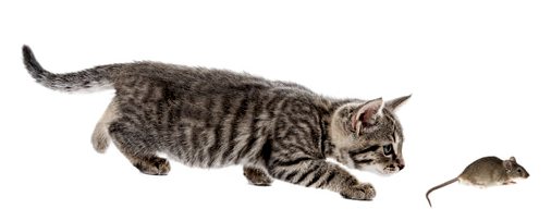 Азиатский полосатый дымчатый кот