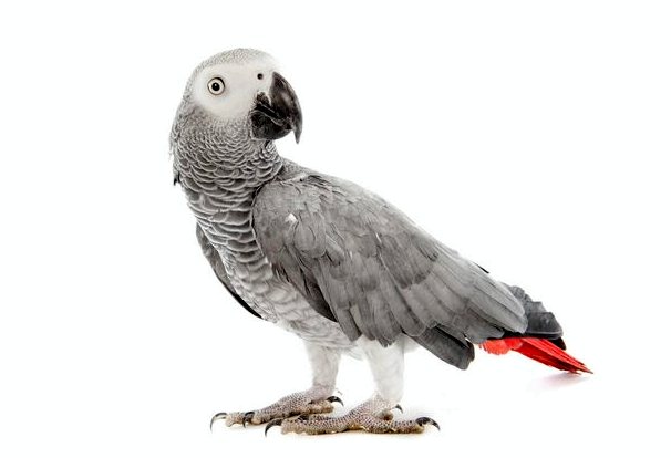 Африканский серый попугай: находящийся под угрозой исчезновения вид