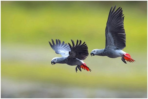 Африканский серый попугай: находящийся под угрозой исчезновения вид
