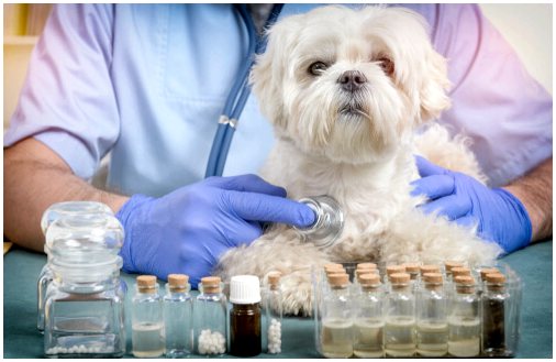 Альтернативная медицина для гериатрических домашних животных