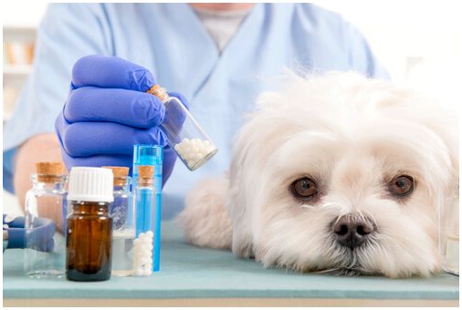 Безопасны ли антигистаминные препараты для собак?