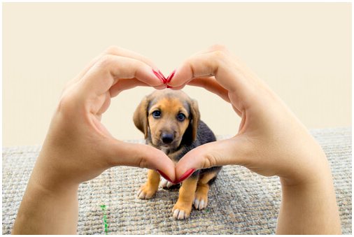 Болезнь сердца у домашних животных: есть ли повод для беспокойства?