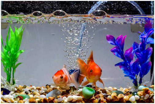 Что делать с рыбками, когда чистишь аквариум?