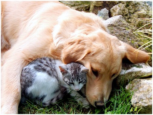 Собака усыновляет кошачьих щенков