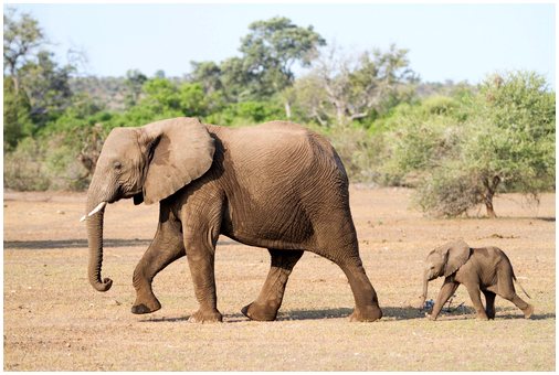 Животные, такие как слон, находятся под реальной угрозой исчезновения
