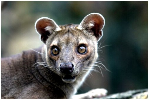 Фосса, самый странный хищник на Мадагаскаре