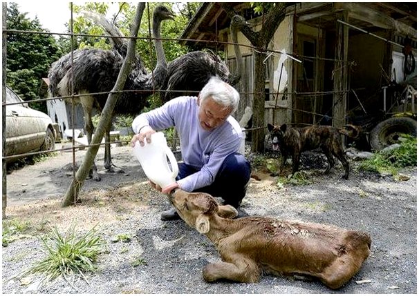 Хранитель животных Фукусимы