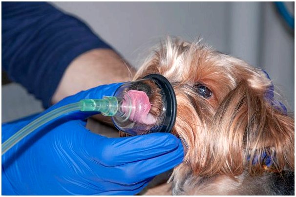 Экстренные респираторные заболевания: одышка у домашних животных.