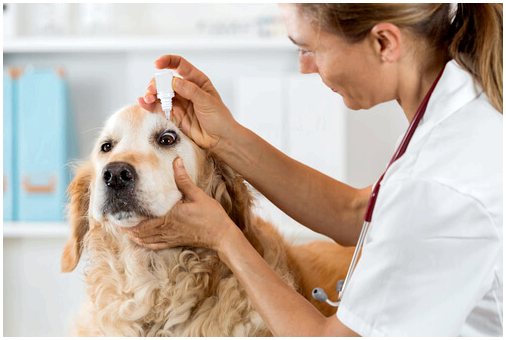 Как почистить собаке глаза