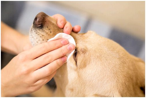 Как чистить глаза собаке