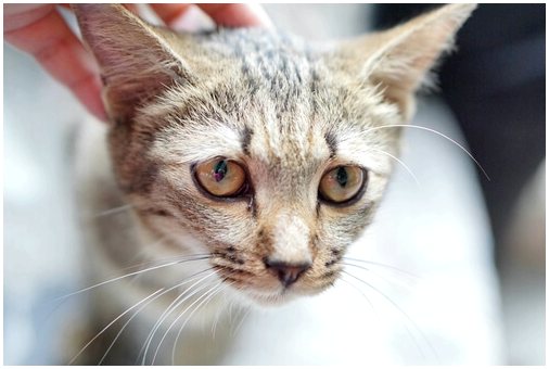 Панкреатит у кошек: причины и симптомы