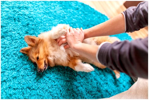 Как сделать собаке массаж сердца?