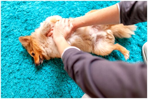 Как сделать собаке массаж сердца?