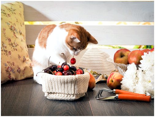 Какие фрукты и овощи можно давать кошке?