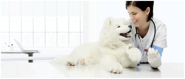 Каковы причины анемии у собак?