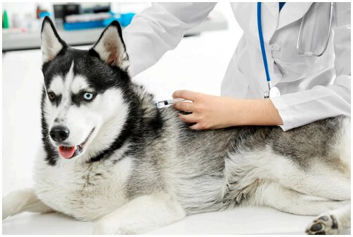 Когда вакцинировать собаку и для чего это нужно