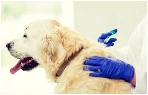 Когда вакцинировать собаку и для чего это нужно