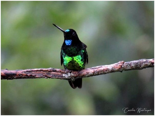 Колибри Колумбии и Венесуэлы: красота в полном цвете